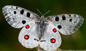 Parnassius apollo – niepylak apollo