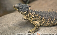 Smaug (Cordylus) giganteus – szyszkowiec olbrzymi