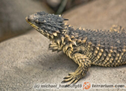 Smaug (Cordylus) giganteus – szyszkowiec olbrzymi