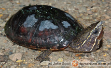 Sternotherus odoratus – żółw wonny
