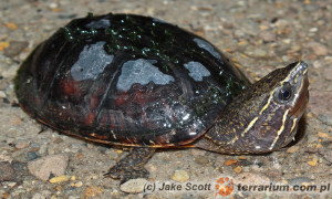 Sternotherus odoratus – żółw wonny