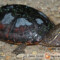 Sternotherus odoratus – żółw wonny