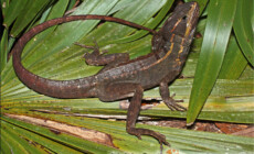 Basiliscus vittatus – bazyliszek pręgowany
