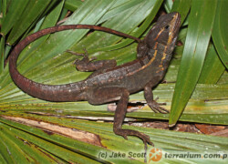 Basiliscus vittatus – bazyliszek pręgowany