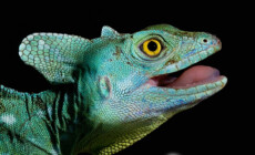 Basiliscus plumifrons – bazyliszek płatkogłowy