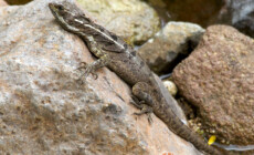 Basiliscus basiliscus – bazyliszek zwyczajny