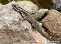 Basiliscus basiliscus – bazyliszek zwyczajny