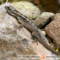 Basiliscus basiliscus – bazyliszek zwyczajny