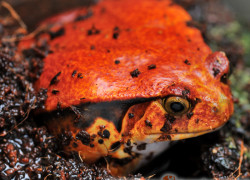Dyscophus guineti – żaba pomidorowa*