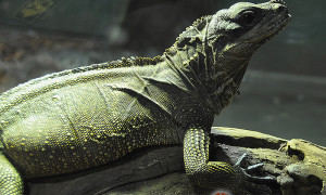 Hydrosaurus amboinensis – agama żaglowa