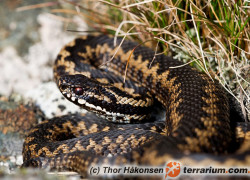 Vipera berus – żmija zygzakowata