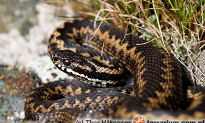 Vipera berus – żmija zygzakowata