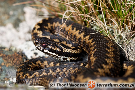 Vipera Berus mija Zygzakowata Terrarium vipera-berus-mija-zygzakowata-terrarium