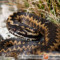 Vipera berus – żmija zygzakowata