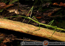 Phobaeticus serratipes – patyczak gigant