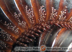 Roztocza u krocionogów – przyjaciel czy wróg?