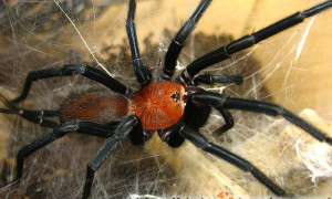 Harmonicon oiapoqueae