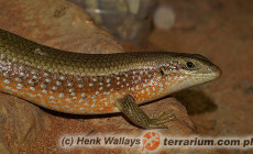 Eutropis (Mabuya) multifasciata – mabuja wielopręga*