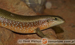 Eutropis (Mabuya) multifasciata – mabuja wielopręga*