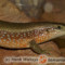Eutropis (Mabuya) multifasciata – mabuja wielopręga*