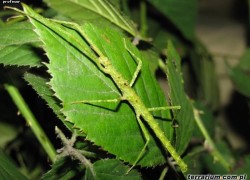 Parapachymorpha spiniger