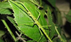 Parapachymorpha spiniger