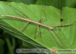 Sipyloidea sipylus – patyczak skrzydlaty