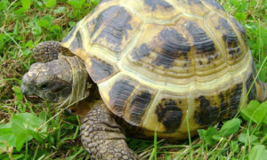 Prawidłowe warunki dla żółwi stepowych (Testudo horsfieldii)