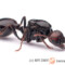 Messor spp. – mrówki żniwiarki