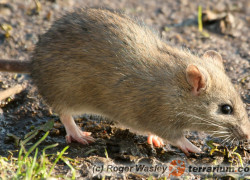 Szczury – hodowla karmowa
