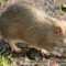 Szczury – hodowla karmowa