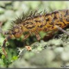 Entomobryidae - Niechciani goście w naszych terrariach