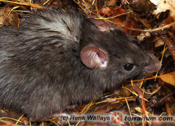 Rattus rattus – szczur śniady