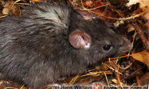 Rattus rattus – szczur śniady