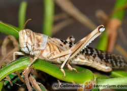 Locusta migratoria – szarańcza wędrowna