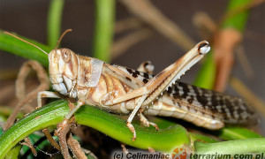 Locusta migratoria – szarańcza wędrowna