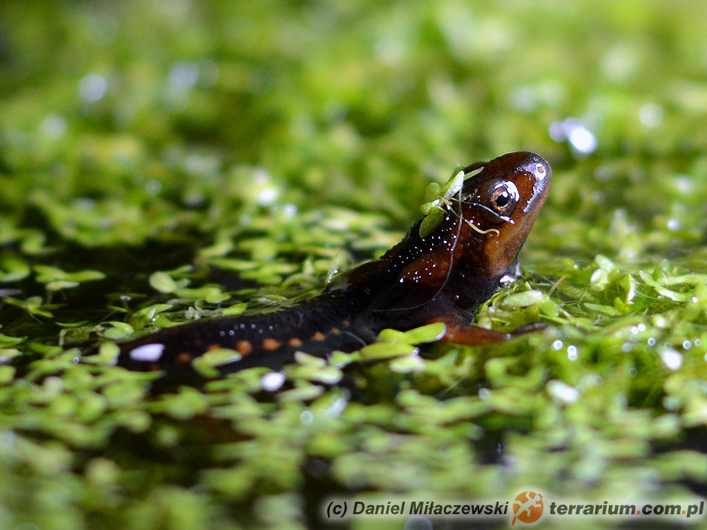 Tylototriton shanjing – traszka mandaryńska