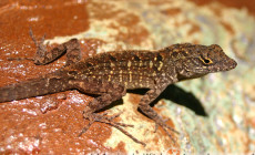 Anolis sagrei – anolis brązowy