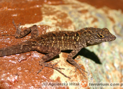 Anolis sagrei – anolis brązowy