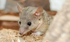 Monodelphis domestica – opos krótkoogonowy