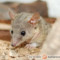 Monodelphis domestica – opos krótkoogonowy