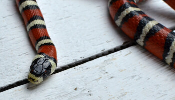 Lampropeltis pyromelana – lancetogłów ognisty