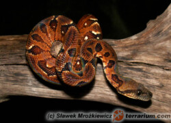 Sanzinia madagascariensis – sanzinia madagaskarska