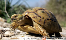 Testudo graeca – żółw mauretański, iberyjski, śródziemnomorski