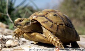 Testudo graeca – żółw mauretański, iberyjski, śródziemnomorski