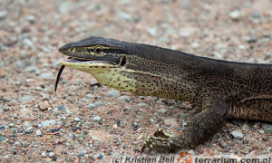 Varanus panoptes