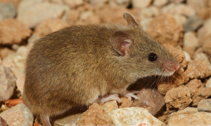 Myszy – hodowla karmowa