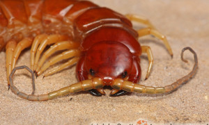 Scolopendra alternans