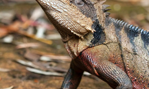 Intellagama (Physignathus) lesueurii – australijska agama wodna*