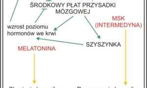 Wpływ hormonów na ubarwienie płazów i rodzaje pigmentów